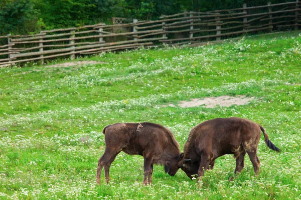 Dwa żubrów walki w przyrodzie — Zdjęcie stockowe