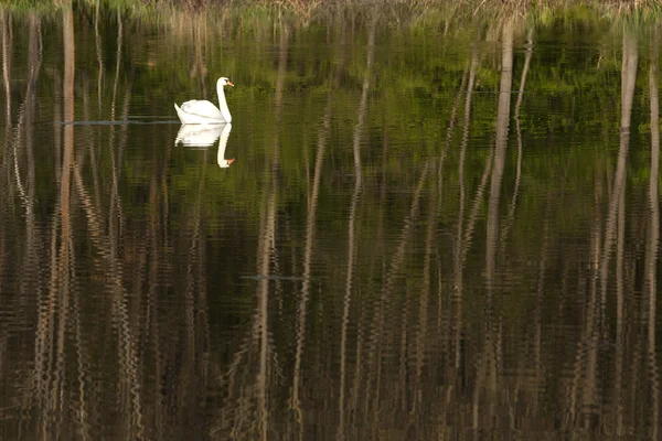 White-swan floating in lake — Stock Photo, Image