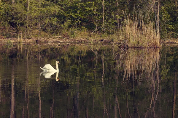 Vit-swan flytande i sjön — Stockfoto