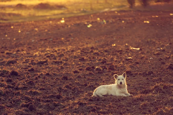 Безпритульний собака на заході сонця — стокове фото