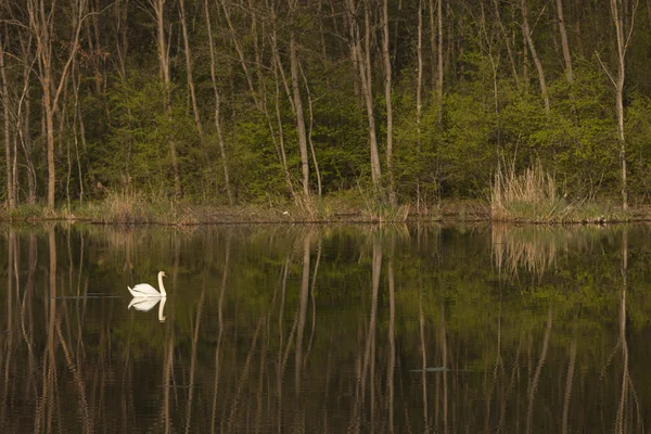 Bílá Labuť-plovoucí v jezeře — Stock fotografie