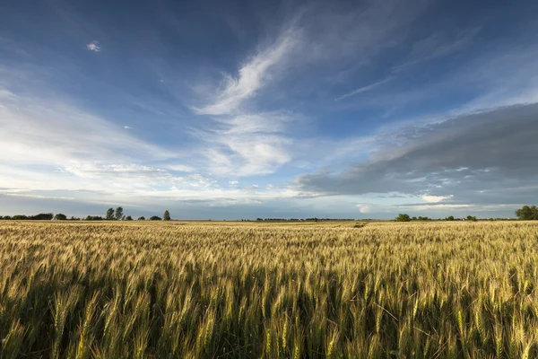 Goldweizenfeld mit blauem Himmel im Hintergrund — Stockfoto