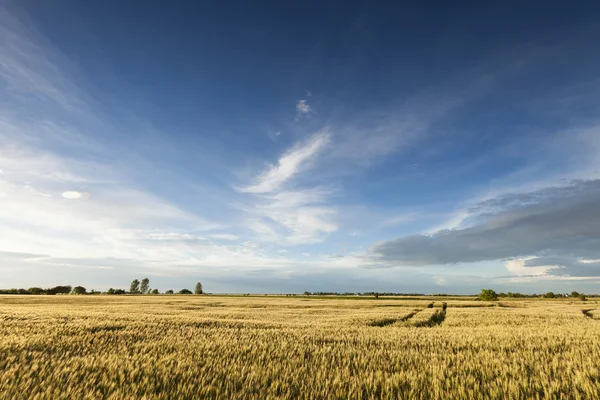 Golden wheat field with blue sky in background — Stock Photo, Image