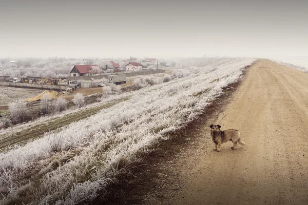 冬の道路上のホームレスの犬 — ストック写真