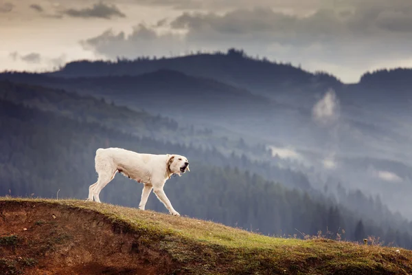 Witte hond wandelen op bergen — Stockfoto