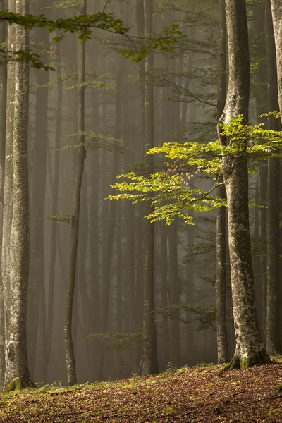 Giorno d'autunno nella foresta — Foto Stock