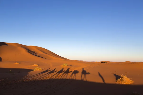 Skuggor av kamel karavan i öknen sahara, Marocko, Afrika — Stockfoto