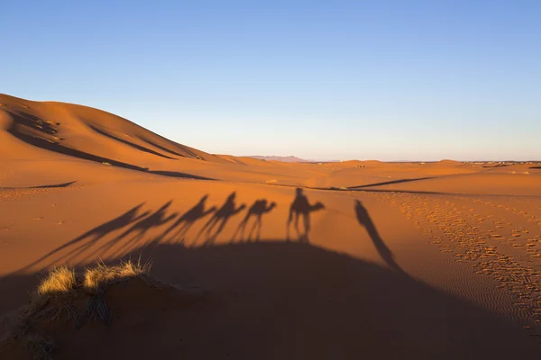 Shadows of camel caravan in desert Sahara, Morocco, Africa — Stock Photo, Image