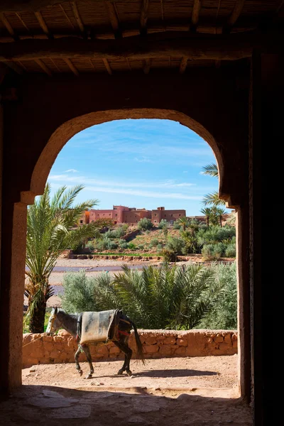 Donkey in traditional door in Morocco — Stock Photo, Image