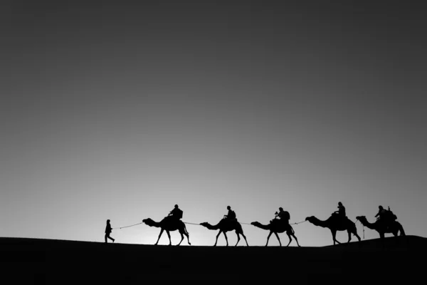 Camello caravana pasando por el desierto en blanco y negro —  Fotos de Stock