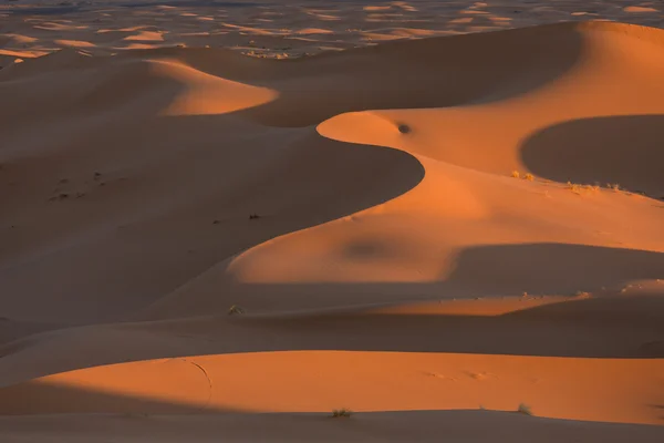 Dunas de arena, desierto del Sahara —  Fotos de Stock
