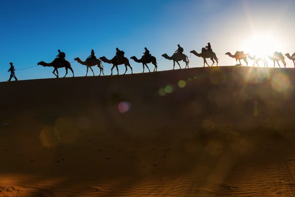 Cammello carovana che attraversa il deserto — Foto Stock