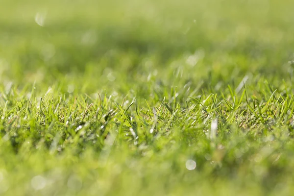 Nat gras na de regen — Stockfoto