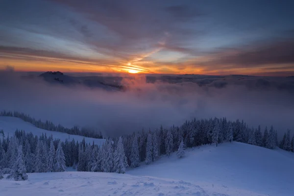 Winter bunter Sonnenaufgang über den Wolken mit schneebedeckten Tannen — Stockfoto