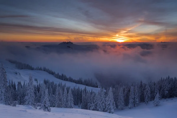 Vinter färgstarka soluppgång över molnen med granar full av snö — Stockfoto