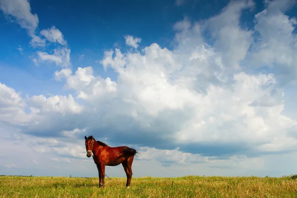 Hest på mark med blå himmel og hvide skyer - Stock-foto