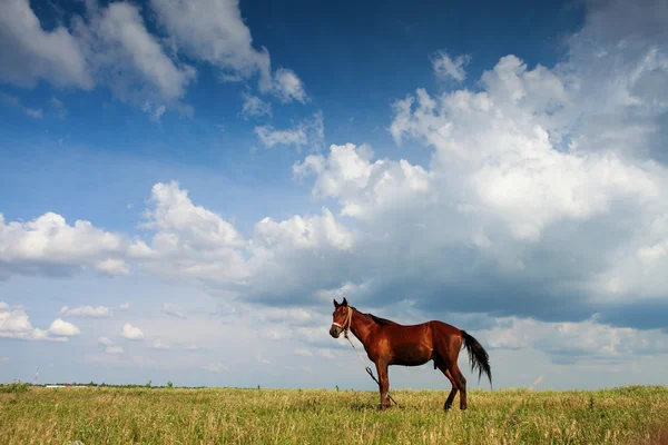 Hevonen pellolla sininen taivas ja valkoiset pilvet — kuvapankkivalokuva