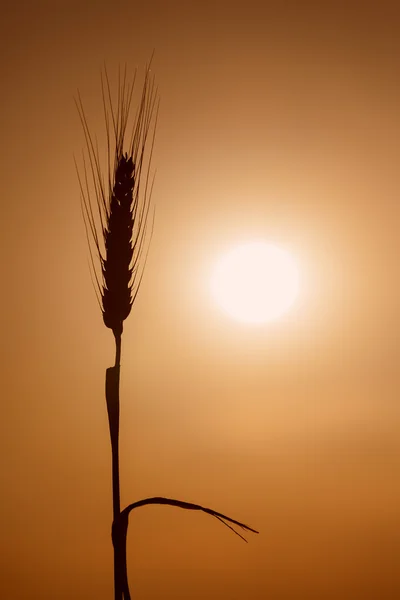 Silhouette of wheat with the sun in background — Stock Photo, Image