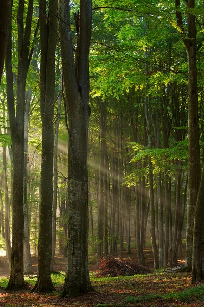 Jesienne drzewa leśne. natura zielone drewno sunlight tła. — Zdjęcie stockowe