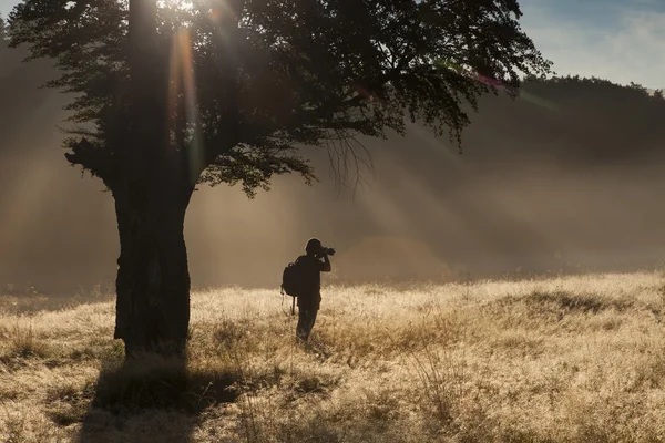 Silhouette di donna in piedi sotto l'albero nella foresta con nebbia — Foto Stock