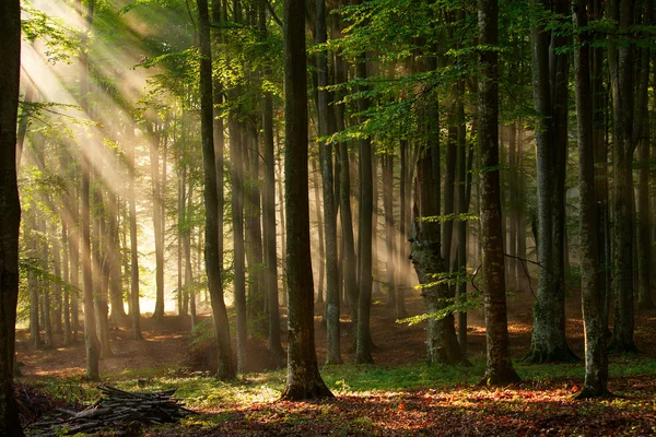 Árboles del bosque de otoño. naturaleza madera verde luz del sol fondos. —  Fotos de Stock