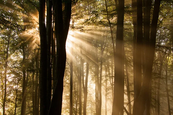 Jesienne drzewa leśne. natura zielone drewno sunlight tła. — Zdjęcie stockowe