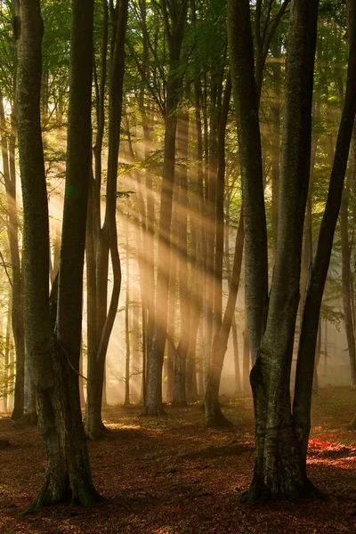 Jesienne drzewa leśne. natura zielone drewno sunlight tła. — Zdjęcie stockowe