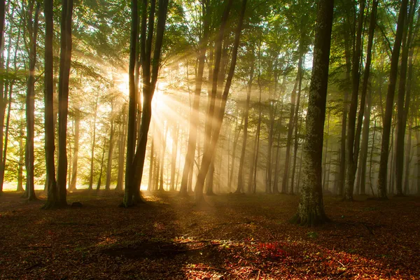 Alberi della foresta autunnale. natura verde legno luce del sole sfondi. — Foto Stock