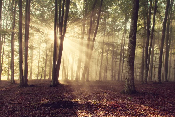 Jesienne drzewa leśne. natura zielone drewno sunlight tła. — Zdjęcie stockowe