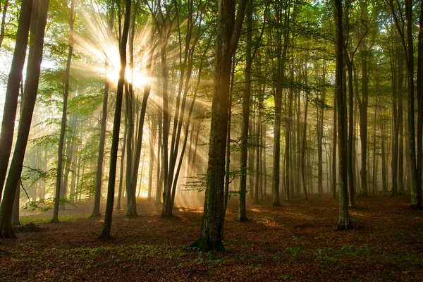 Árboles del bosque de otoño. naturaleza madera verde luz del sol fondos. —  Fotos de Stock