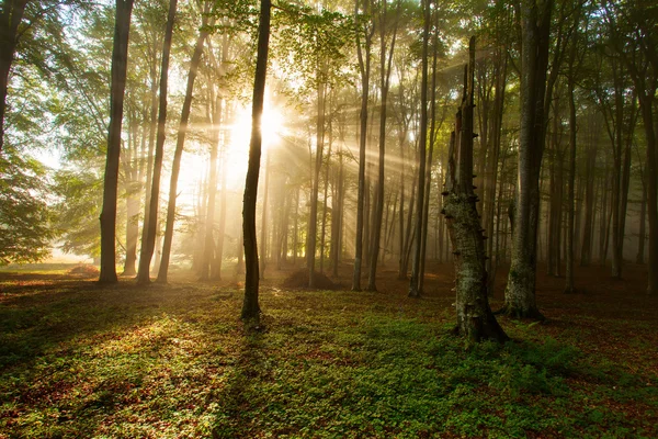 Árboles del bosque de otoño. naturaleza madera verde luz del sol fondos. — Foto de Stock