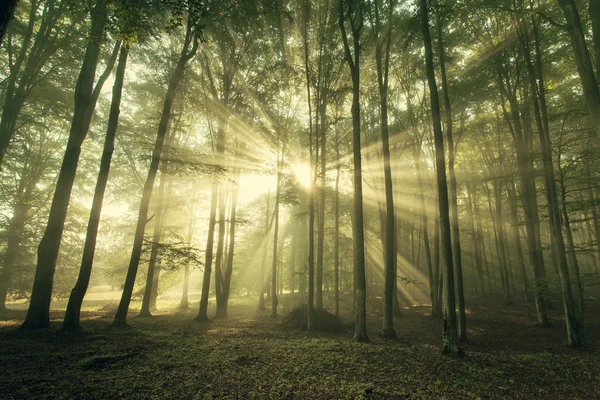 가을 숲 속의 나무들. 자연의 푸른 나무 햇살 배경. — 스톡 사진