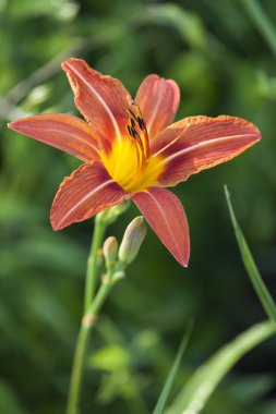 doğada yabani lily çiçek