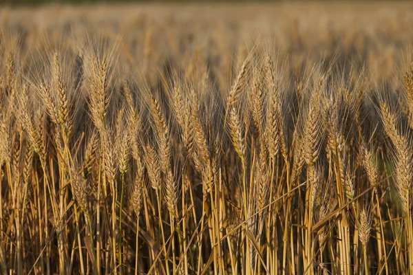 Wheat field — Stock Photo, Image