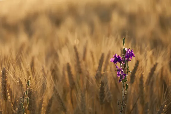 Isoler la fleur sur le champ de blé — Photo