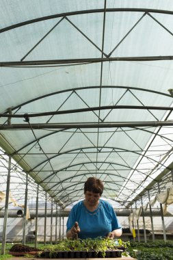 manasia, Romanya-Mayıs, 24: gree bir işbirliği içinde çalışan kadınlar