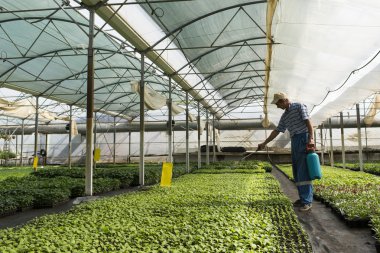 manasia, Romanya-Mayıs, 24: greenh bir işbirliği içinde çalışan adam