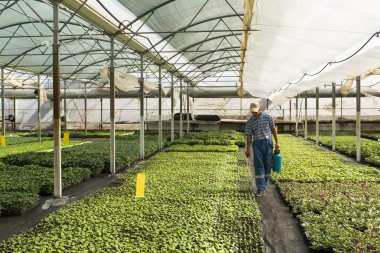 manasia, Romanya-Mayıs, 24: greenh bir işbirliği içinde çalışan adam