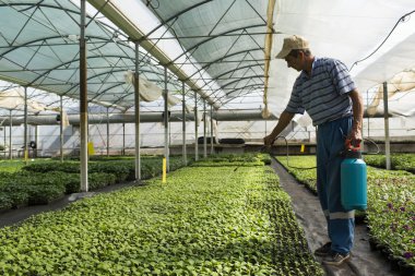manasia, Romanya-Mayıs, 24: greenh bir işbirliği içinde çalışan adam