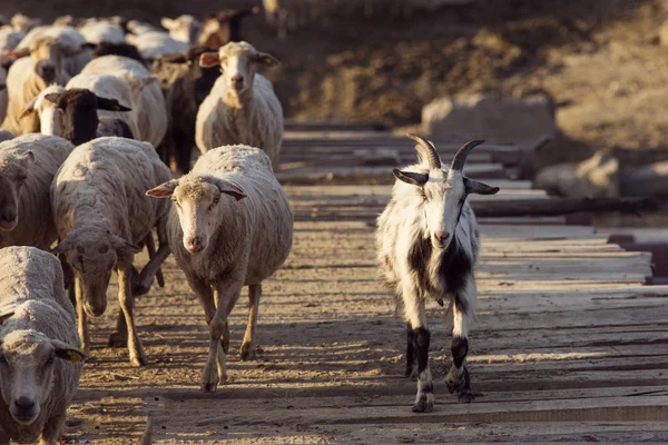 Koza na most oddziela owce — Zdjęcie stockowe