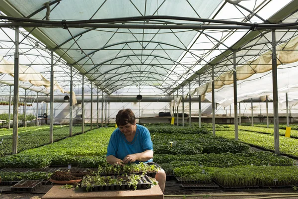 MANASIA, ROMANIA-MAY, 24: women working in a cooperative in gree — Stock Photo, Image