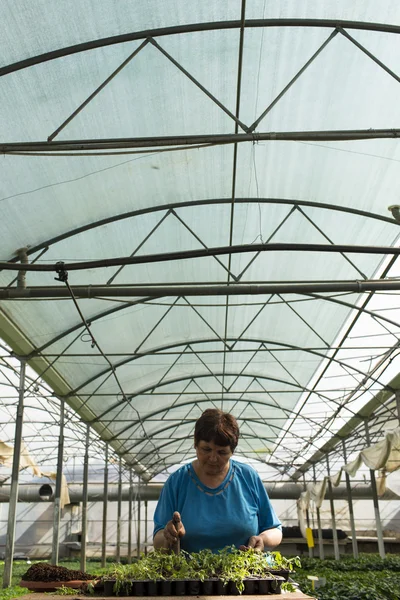 MANASIA, ROMANIA-MAY, 24: women working in a cooperative in gree — Stock Photo, Image