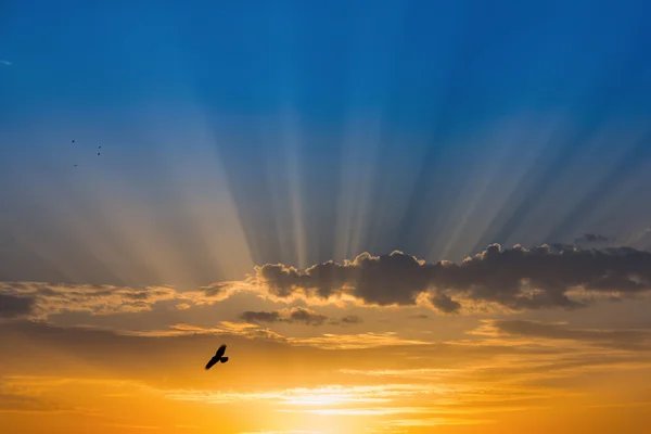 Птица над лучами света над голубым небом — стоковое фото