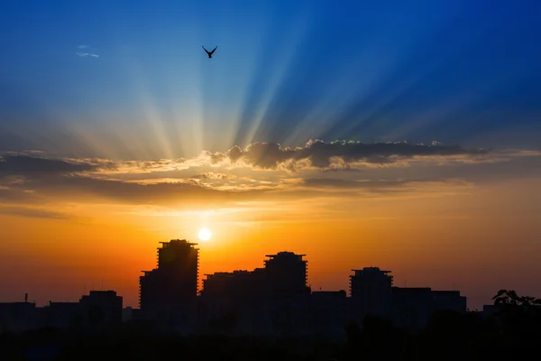 Raios de luzes ao pôr-do-sol sobre uma cidade com pássaros à luz — Fotografia de Stock