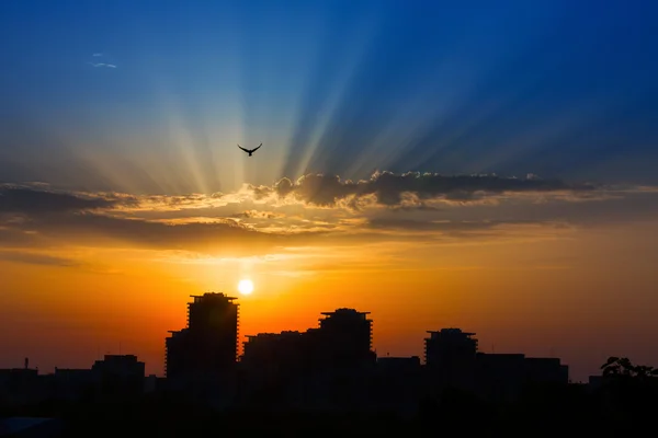 Rays of lights at sunrise sunset over a city with birds on light — Stock Photo, Image