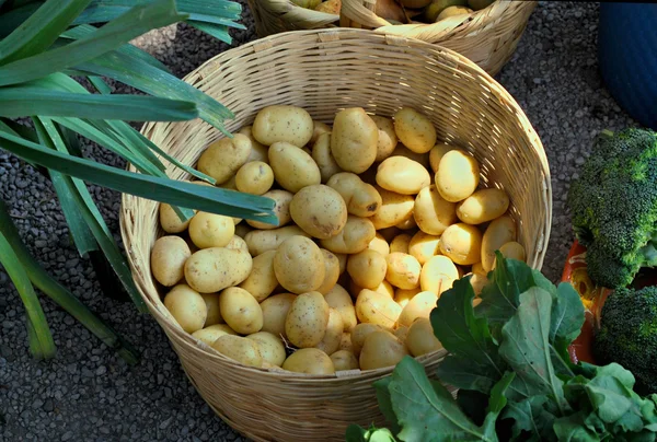 Organic potatos — Stock Photo, Image