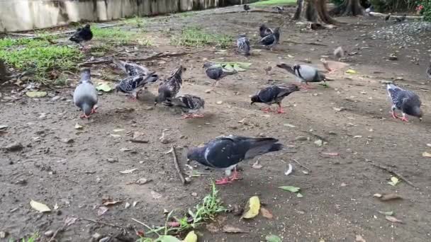 Pigeon Mange Des Graines Dans Parc Taiwan — Video