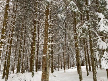 Ormanda kar, Trentino, İtalya