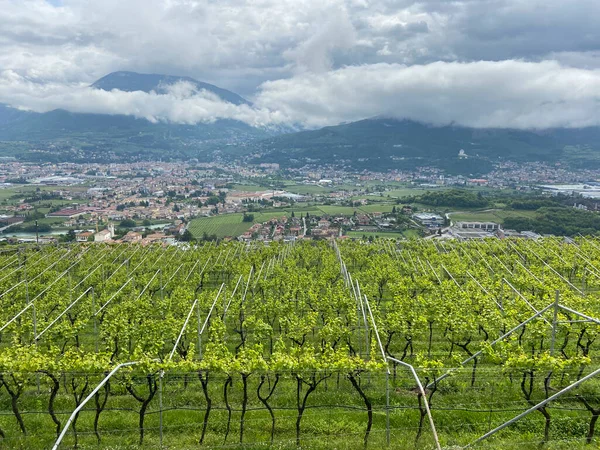 Paisaje Ciudad Rovereto Trentino Con Viñedo Cultivo —  Fotos de Stock