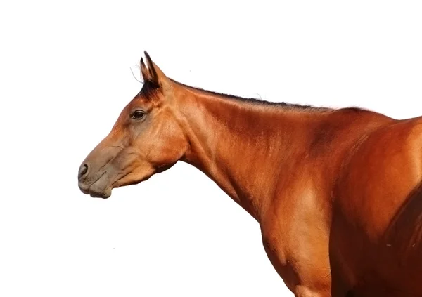 Cavalo isolado sobre branco — Fotografia de Stock